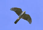 Sparrowhawk