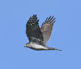 Sparrowhawk