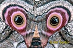 Speckled Emperor Moth