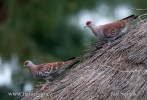 Speckled Pigeon