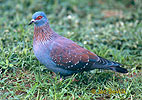 Speckled Pigeon