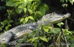 Spectacled Caiman