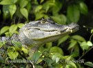 Spectacled Caiman