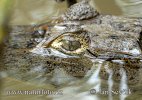 Spectacled Caiman