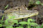 Spectacled Caiman