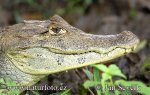 Spectacled Caiman