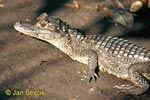 Spectacled Caiman