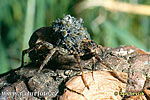 Spider Immature