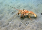 Spiny Lobster