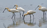 Spoonbill