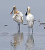 Spoonbill