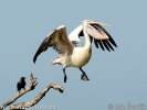 Spot-billed Pelican