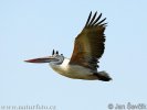 Spot-billed Pelican