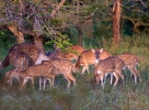 Spotted Deer