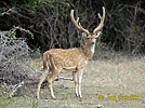 Spotted Deer