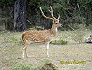 Spotted Deer