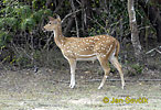 Spotted Deer