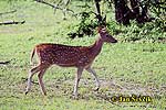 Spotted Deer