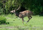 Spotted Deer