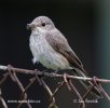 Spotted Flycatcher