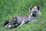 Spotted Hyaena