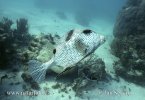 Spotted Trunkfish