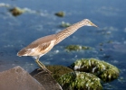 Squacco Heron