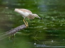 Squacco Heron