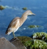 Squacco Heron