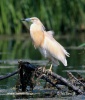 Squacco Heron