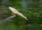 Squacco Heron