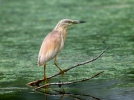 Squacco Heron