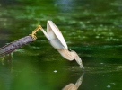 Squacco Heron