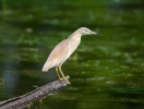 Squacco Heron