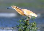 Squacco Heron