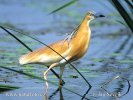 Squacco Heron