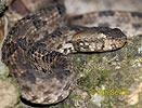 Sri Lanka Hump-nosed Viper