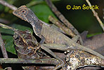 Sri Lanka Kangaroo Lizard