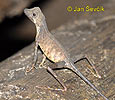 Sri Lanka Kangaroo Lizard