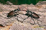 Stag Beetle