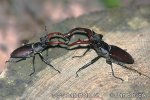 Stag Beetle