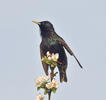 Starling