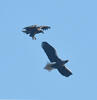 Steller's Sea Eagle, White tailed Eagle