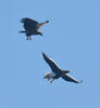 Steller's Sea Eagle, White tailed Eagle