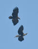 Steller's Sea Eagle, White tailed Eagle