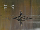 Steller's Sea Eagle