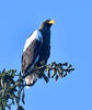 Steller's Sea Eagle