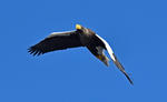 Steller's Sea Eagle