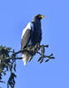 Steller's Sea Eagle