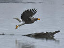 Steller's Sea Eagle